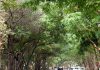 हवामान बदल असूनही भारत हिरवागार होण्याची शक्यता: IITM अभ्यास | पुणे बातम्या