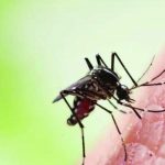 पीएमसी भागात डेंग्यूची वाढ; जुलैच्या पहिल्या तीन आठवड्यात 540 संशयित प्रकरणे | पुणे बातम्या