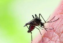 पीएमसी भागात डेंग्यूची वाढ; जुलैच्या पहिल्या तीन आठवड्यात 540 संशयित प्रकरणे | पुणे बातम्या