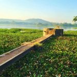 जलकुंभ काढण्यासाठी पीएमसी अडीच कोटी खर्च करणार, नागरिकांचा सवाल