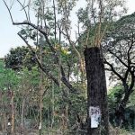 इन्फ्रा साठी मोठ्या पुश दरम्यान ग्रीनरी किंमत देते
