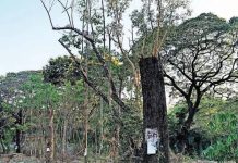इन्फ्रा साठी मोठ्या पुश दरम्यान ग्रीनरी किंमत देते