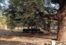 पुणे आणि खडकी कॅन्टोन्मेंटमधील खुली संरक्षण जमीन कचरा डंपिंग ग्राउंड बनली आहे