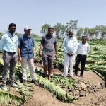 गारपीट, वाऱ्यामुळे पुणे जिल्ह्यातील १०० हेक्टरवरील फळबागा भुईसपाट पुणे बातम्या