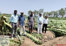 गारपीट, वाऱ्यामुळे पुणे जिल्ह्यातील १०० हेक्टरवरील फळबागा भुईसपाट पुणे बातम्या
