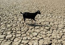 खरीप हंगामात एल निनोचा धोका वाढल्याने 181 महा ब्लॉक्स कृषी तणावासाठी अत्यंत असुरक्षित आहेत